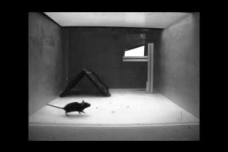 Example of mouse fleeing upon viewing the looming disk stimulus above.